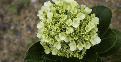 Close up of plants with leafs Stock Photos