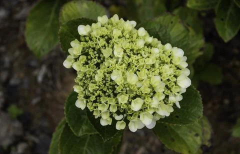Close up of plants with leafs Stock-Fotos