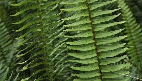 Close up of plants with leafs 库存照片