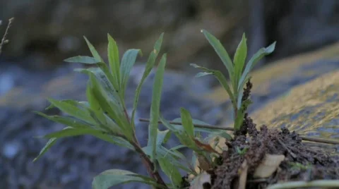 Close-up on the Plants That Live Next to the River Stock Footage 729621