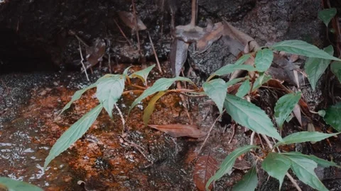 Close up of plants in mountain streams 動画素材 320353982
