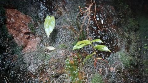 Close up of plants in mountain streams Video stock 320353995