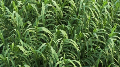 Close up of plants moving by the wind. Texture. Green. Video stock 116770382