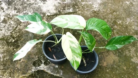 Close up plants in nature. Stock Footage 209120188