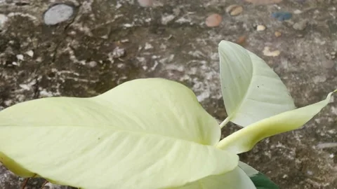 Close up plants in nature. Stock Footage 209120189