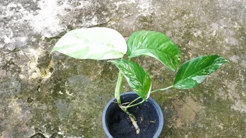 Close up plants in nature. Stock Footage 209120190