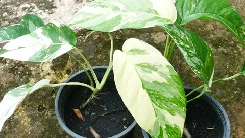 Close up plants in nature. Stock Footage 209120193