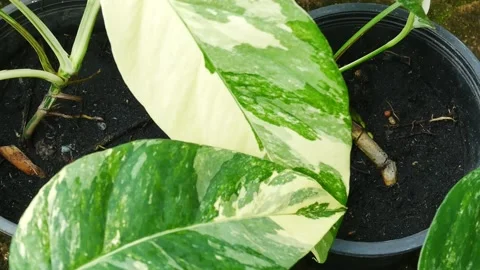 Close up plants in nature. Stock Footage 209120194