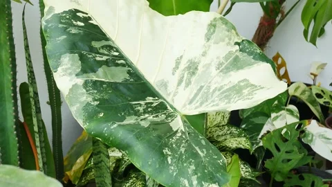 Close up plants in nature. Stock Footage 209120252