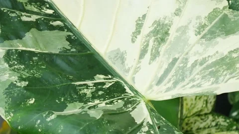 Close up plants in nature. Stock Footage 209120339