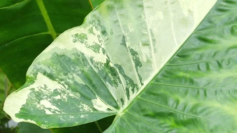 Close up plants in nature. Stock Footage 209122332