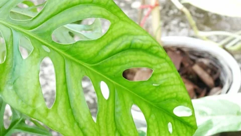 Close up plants in nature. Stock Footage 209122333