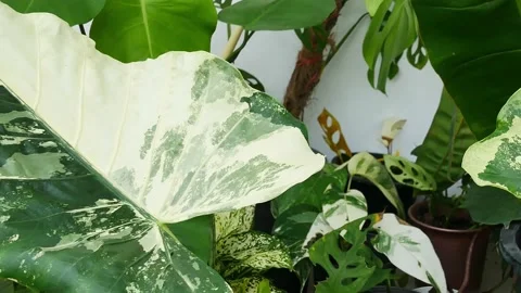 Close up plants in nature. Stock Footage 209122334