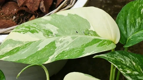 Close up plants in nature. Stock Footage 209122339