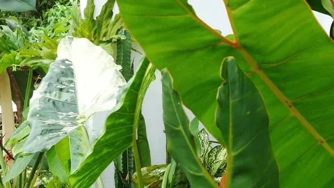 Close up plants in nature. Stock Footage 209122341