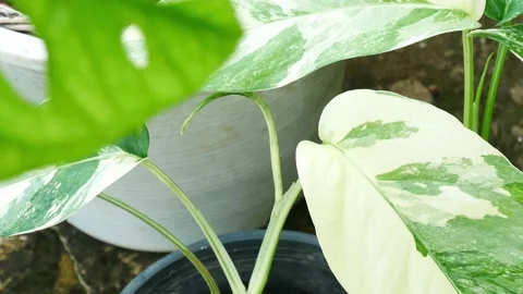 Close up plants in nature. Stock Footage 209122380