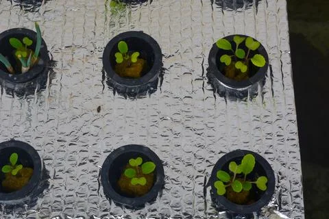 Close up of plants in a net pot in a hydroponic installation above a fish pon Stock Photos