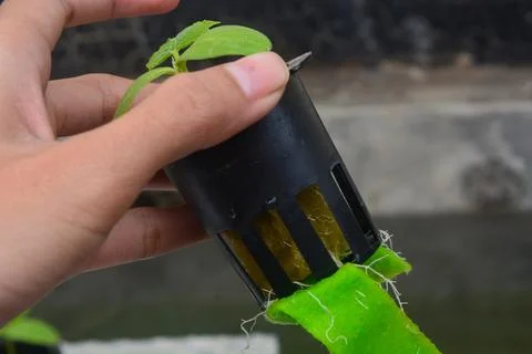 Close up of plants in a net pot in a hydroponic installation above a fish pon Stock Photos
