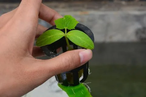 Close up of plants in a net pot in a hydroponic installation above a fish pon Stock Photos