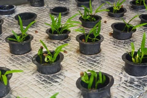 Close up of plants in a net pot in a hydroponic installation above a fish pon Stock Photos