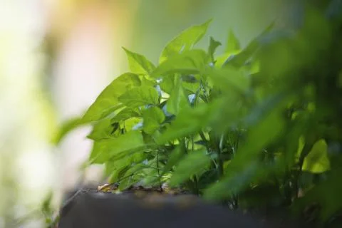 Close up plants Stock Photos