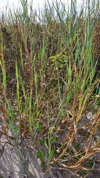 Close up of plants Foto stock