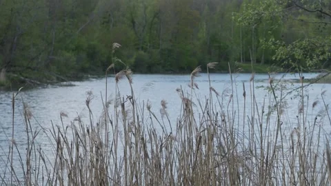 Close-Up Plants by River – Spring Day Nature Detail Stock Footage 308396897