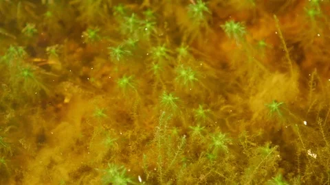 Close-up Plants In Swamp Forest. Stock Footage 104525210