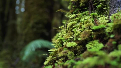 Close-up of plants on trees in rainforest Stock Footage 260908723