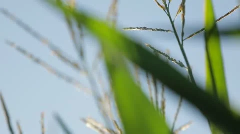 Close Up of Plants Under Blue Sky Stock Footage 21467448
