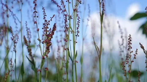 Close up of Plants while enjoying outdoor nature Video stock 165706369