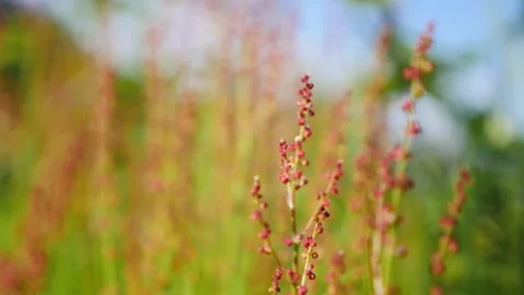 Close Up of Plants In The Wind. Video stock 165706400