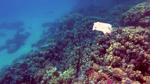 Close-up of a plastic bag floating in the sea. Garbage in the sea water Stock-Footage 97250777