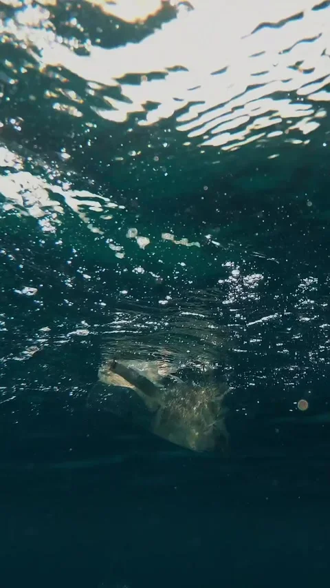 Close-up of a plastic bag floating in the sea. Garbage in the sea water. Stock Footage 309175738