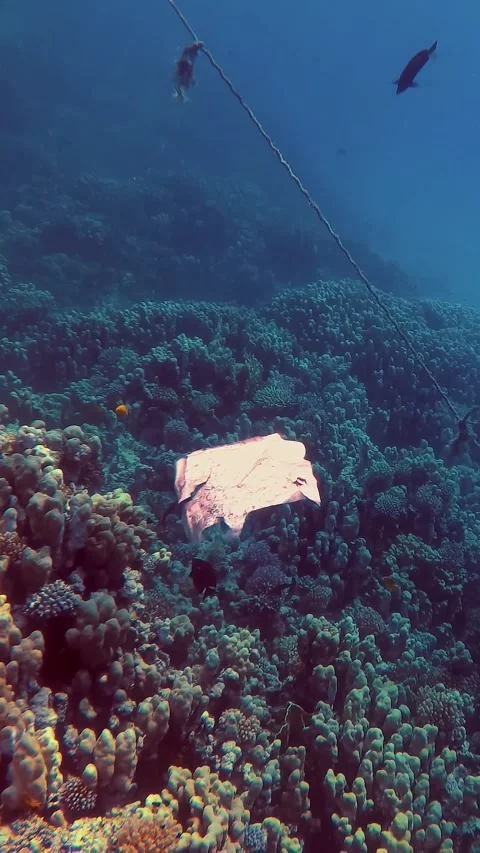 Close-up of a plastic bag floating in the sea. Garbage in the sea water. Video stock 323438837