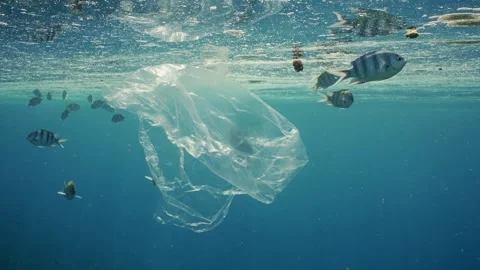Close up of plastic bag floats of polluted surface of Ocean, fishes swims around Stock Footage 243444335