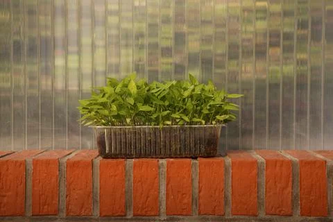 Close-up plastic box with pepper seedlings Stock Photos