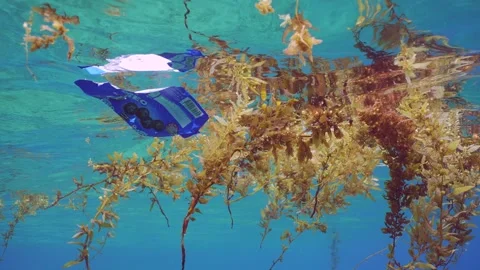 Close-up of plastic pack drifts with scraps of Seaweed Brown Sargassum Vídeos de archivo 243063962