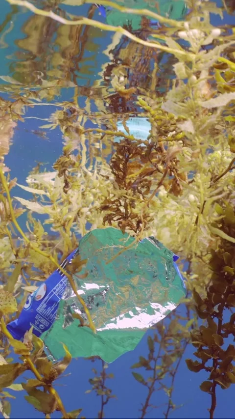 Close-up of plastic pack drifts with scraps of Seaweed Brown Sargassum Stock Footage 243063963