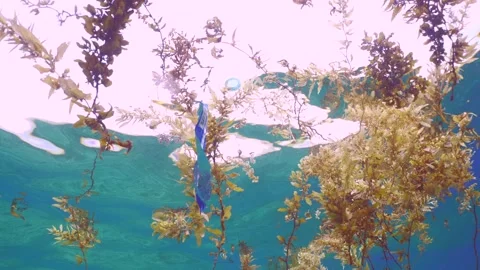 Close-up of plastic pack drifts with scraps of Seaweed Brown Sargassum Video stock 243704385