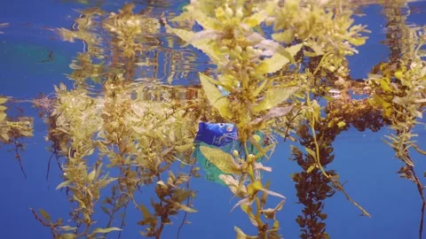 Close-up of plastic pack drifts with scraps of Seaweed Brown Sargassum Stock Footage 243704391