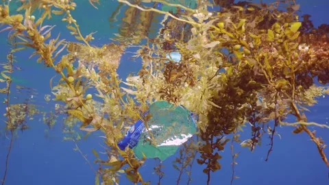 Close-up of plastic pack drifts with scraps of Seaweed Brown Sargassum Stock Footage 244708791