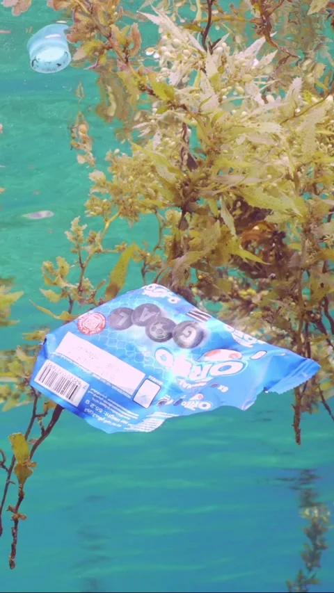 Close-up of plastic pack drifts with scraps of Seaweed Brown Sargassum Stock Footage 244708815
