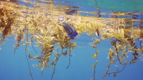 Close-up of plastic pack drifts with scraps of Seaweed Brown Sargassum Video stock 244708890
