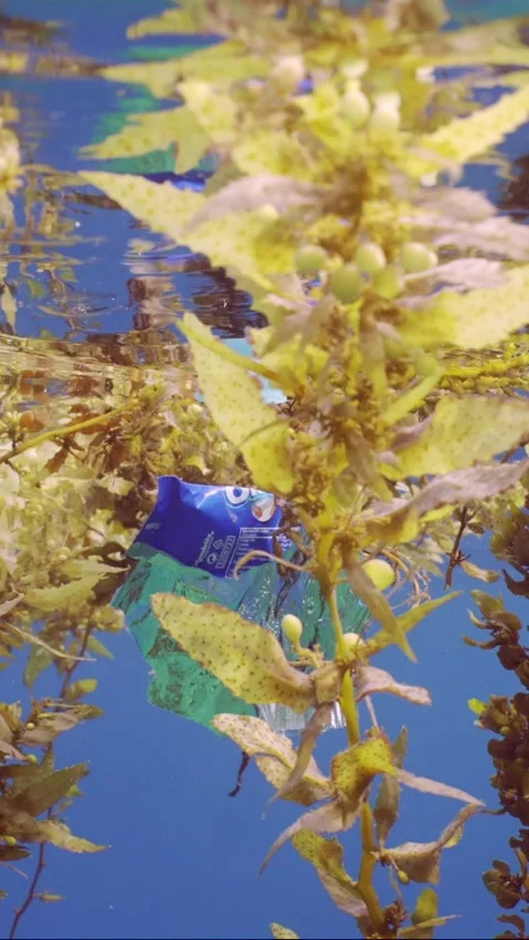 Close-up of plastic pack drifts with scraps of Seaweed Brown Sargassum Video stock 245143690