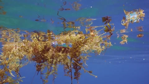 Close-up of plastic pack drifts with scraps of Seaweed Brown Sargassum Stock Footage 245143706