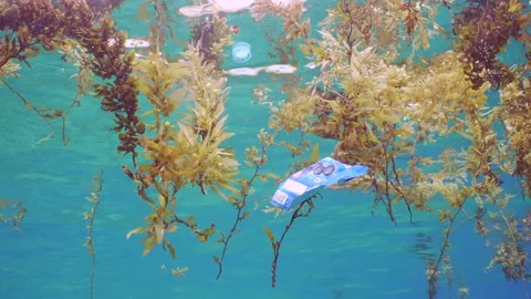 Close-up of plastic pack drifts with scraps of Seaweed Brown Sargassum Stock Footage 245143749