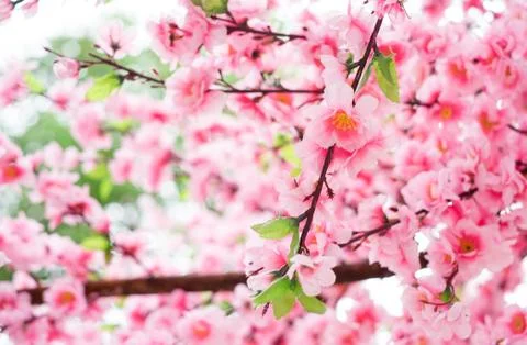 Close up plastic sakura flower Stock Photos