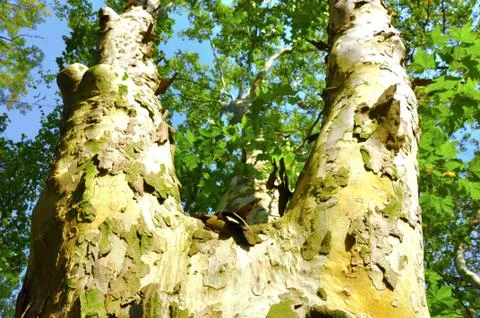 Close up of platan tree in the park Stock Photos