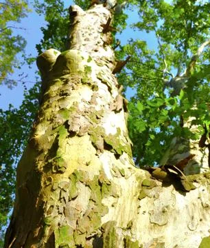 Close up of platan tree in the park Stock Photos